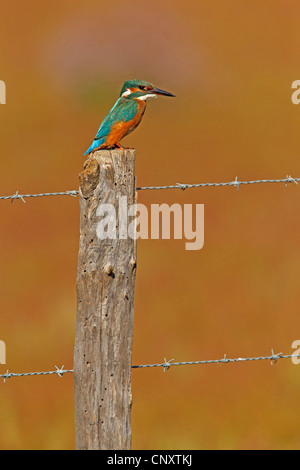 river kingfisher (Alcedo atthis), sitting on a fence, France, Provence, Camargue