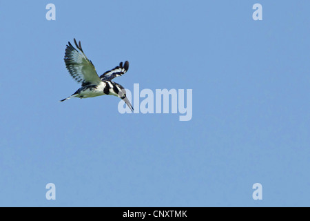 lesser pied kingfisher (Ceryle rudis), hovering, Turkey, Sanliurfa, Birecik Gravel Pits, Birecik Stock Photo