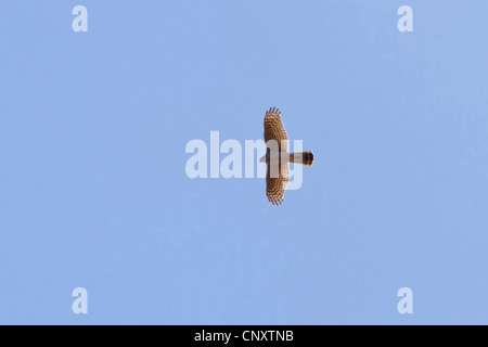 northern goshawk (Accipiter gentilis), flying, Turkey, Nigde, Aladaglar, Demirkazik Stock Photo