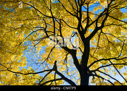 Looking up at tree leaves and autumn foliage in fall season. Looking up at tree leaves and autumn foliage in fall season.