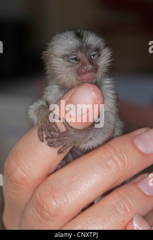 common marmoset (Callithrix jacchus), five-day-old orphan clutching at a finger Stock Photo