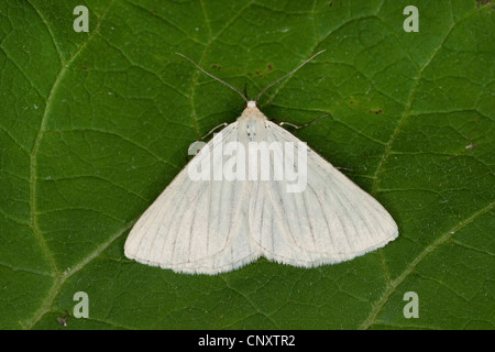 black-veined moth (Siona lineata, Scoria lineata), sitting on a leaf, Germany Stock Photo