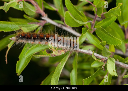 Small eggar (Eriogaster lanestris, Bombyx lanestris), caterpillar deeding on blackthorn, Germany Stock Photo