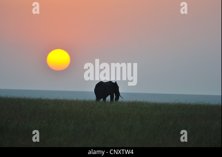 African bush elephant - Savanna elephant - Bush elephant (Loxodonta africana) grazing at sunrise Masai Mara Stock Photo
