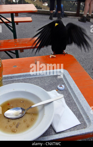 alpine chough (Pyrrhocorax graculus), trying to snatch food from table, Germany, Bavaria, Wendelstein Stock Photo