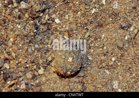 ant lion (Myrmeleon formicarius), cocoon of an antlion with 1 Cent coin ...