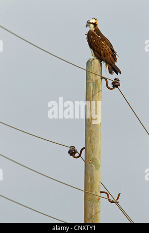 osprey, fish hawk (Pandion haliaetus), sitting on power pole, Turkey, Goeksu Delta, Silifke Stock Photo
