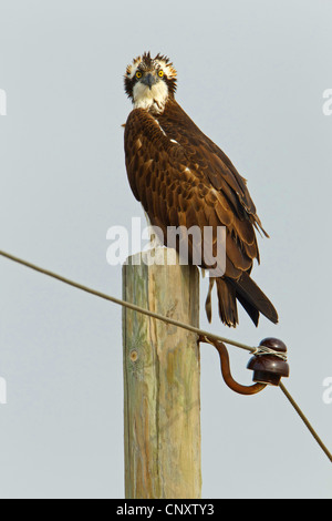 osprey, fish hawk (Pandion haliaetus), sitting on power pole, Turkey, Goeksu Delta, Silifke Stock Photo