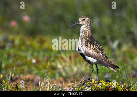 dunlin (Calidris alpina), standing in a marsh meadow, Iceland, Myvatn Stock Photo