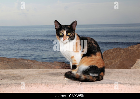 domestic cat, house cat (Felis silvestris f. catus), sitting on wall, Cyprus, Agia Napa Stock Photo