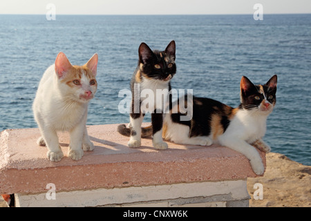 domestic cat, house cat (Felis silvestris f. catus), three young cats sitting on a wall at the sea Stock Photo