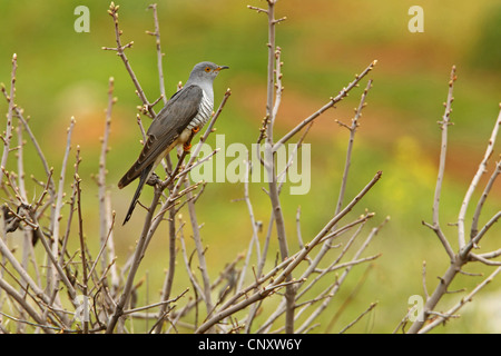 Eurasian cuckoo (Cuculus canorus), sitting on branch, Turkey, Gaziantep, Durnalik Stock Photo