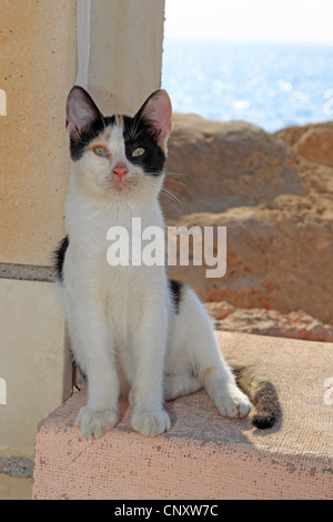 domestic cat, house cat (Felis silvestris f. catus), sitting in the shadow Stock Photo