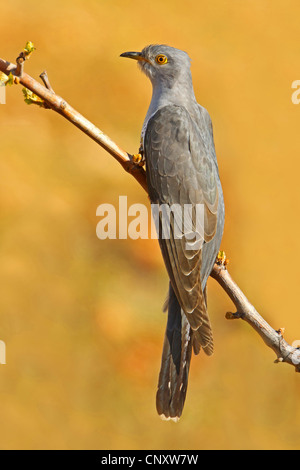 Eurasian cuckoo (Cuculus canorus), sitting on branch, Turkey, Gaziantep, Durnalik Stock Photo
