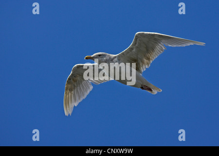 glaucous gull (Larus hyperboreus), flying squeaker, Iceland, Snaefellsnes Stock Photo