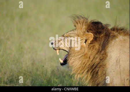 East African lion - Massai lion (Panthera leo nubica) male grimacing when yawning Masai Mara - Kenya - East Africa Stock Photo
