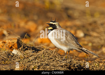 shore horned lark (Eremophila alpestris, Eremophila alpestris penicillata), sitting on dry ground singing, Turkey, Adyaman, Nemrut Dagi, Karadut Stock Photo