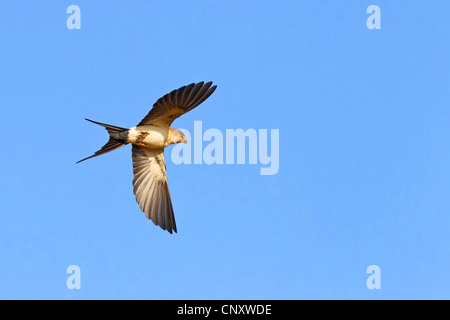 red-rumped swallow (Hirundo daurica), flying, Turkey, Gaziantep, Durnalik Stock Photo