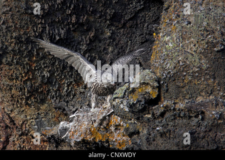 gyr falcon (Falco rusticolus), juvenile learning to fly at the eyrie in a rock wall, Iceland, Myvatn Stock Photo