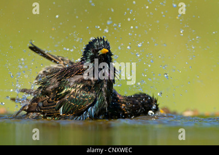 common starling (Sturnus vulgaris), two starlings bathing, Germany, Rhineland-Palatinate Stock Photo