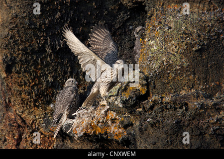 gyr falcon (Falco rusticolus), juveniles at the eyrie in a rock wall, Iceland, Myvatn Stock Photo