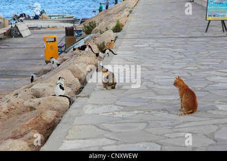 domestic cat, house cat (Felis silvestris f. catus), cat in the port of Agia Napa, Cyprus Stock Photo