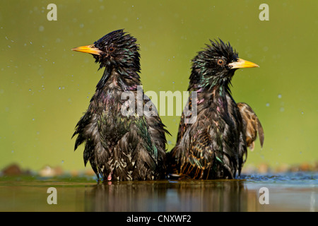 common starling (Sturnus vulgaris), two starlings bathing, Germany, Rhineland-Palatinate Stock Photo