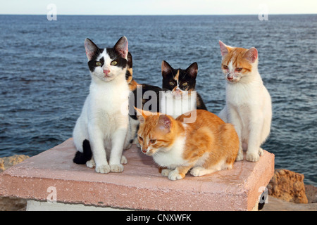 domestic cat, house cat (Felis silvestris f. catus), cats on a wall at the sea Stock Photo