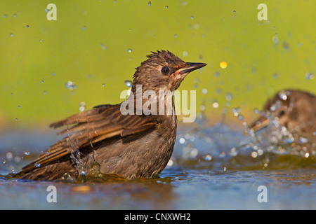 common starling (Sturnus vulgaris), young bird bathing, Germany, Rhineland-Palatinate Stock Photo