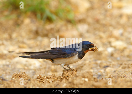barn swallow (Hirundo rustica), sitting on soil ground collecting nesting material, Turkey, Gaziantep, Durnalik Stock Photo