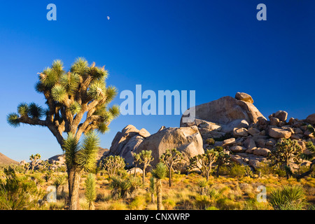joshua tree (Yucca brevifolia), growing in front of granite rock formations, USA, California, Mojave, Joshua Tree National Park Stock Photo
