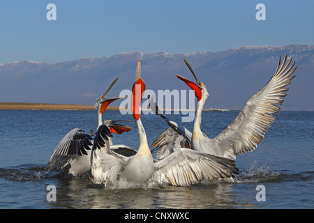 Dalmatian pelican (Pelecanus crispus), some birds fighting for food Stock Photo