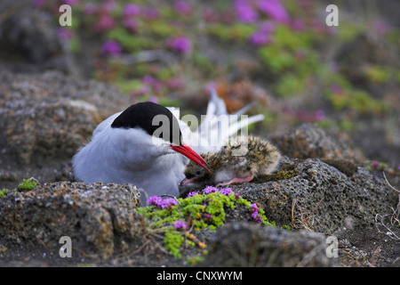 arctic tern (Sterna paradisaea), with chick, Iceland, Sandgerdi Stock Photo