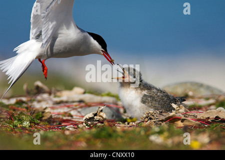 arctic tern (Sterna paradisaea), feeding, Iceland, Latrabjarg Stock Photo