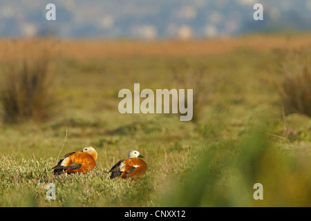 ruddy shelduck (Tadorna ferruginea, Casarca ferruginea), pair resting in a meadow, Turkey, Goesu Delta, Silifke Stock Photo