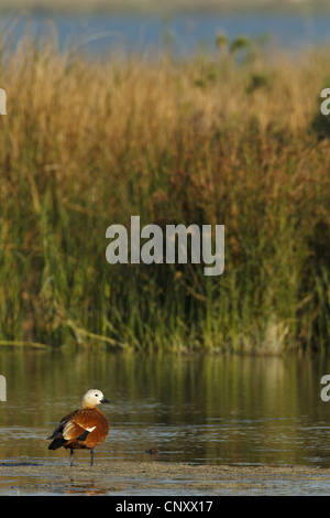 ruddy shelduck (Tadorna ferruginea, Casarca ferruginea), standing in shallow water, Turkey, Goeksu Delta, Silifke Stock Photo