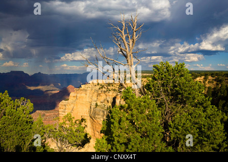Pinyon Pine (Pinus edulis), at South rim of Grand Canyon win thunder clouds, USA, Arizona, Grand Canyon National Park Stock Photo
