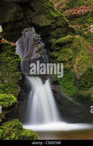 St Nectan's Kieve waterfall in St Nectans Glen, Tintagel, Cornwall, England. Spring (April) 2012. Stock Photo