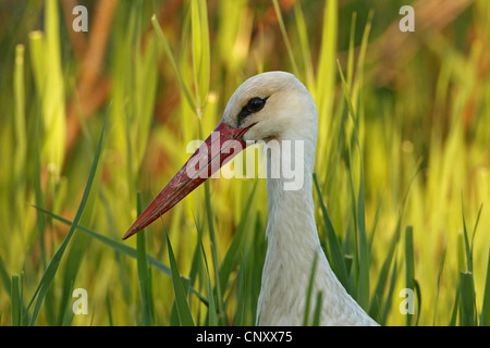 white stork (Ciconia ciconia), portait in front of reed, Turkey, Goeksu Delta, Silifke Stock Photo
