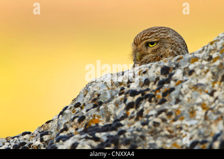 little owl (Athene noctua), peering from behind a rock, Turkey, Sanliurfa Stock Photo