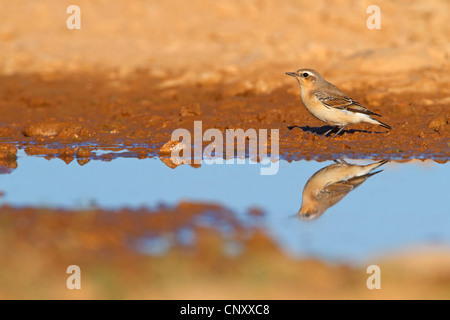 northern wheatear (Oenanthe oenanthe), female reflecting in a puddle, France, Provence, Camargue Stock Photo