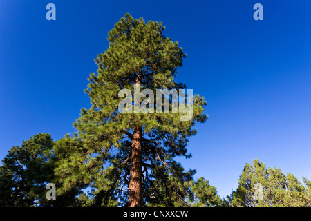 ponderosa pine, western yellow pine, blackjack pine, bull pine (Pinus ponderosa), against of blue sky, USA, Arizona, Grand Canyon National Park Stock Photo