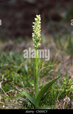 Northern green orchid (Platanthera hyperborea), blooming, Iceland, Snaefellsnes Stock Photo
