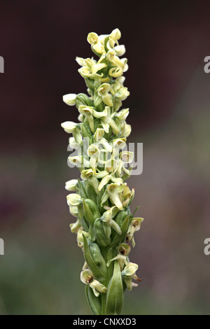 Northern green orchid (Platanthera hyperborea), blooming, Iceland Stock Photo