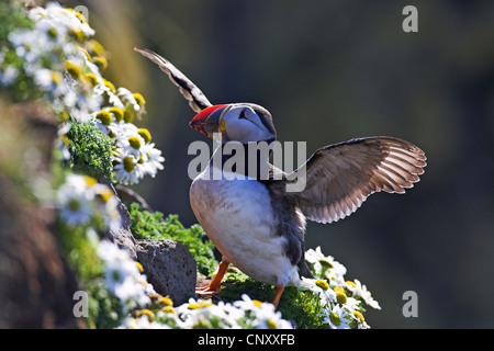 Atlantic puffin, Common puffin (Fratercula arctica), flapping wings, Iceland, Latrabjarg Stock Photo