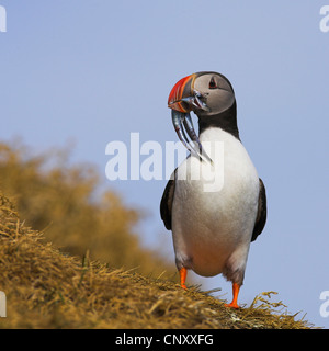 Atlantic puffin, Common puffin (Fratercula arctica), with fishes in its beak, Iceland, Vik, Kap Dyrholaey Stock Photo