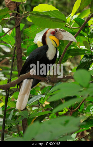 Wreathed Hornbill (Rhyticeros undulatus, Aceros undulates), male on a branch, Malaysia, Sabah, Lok Kawi Wildlife Park, Kota Kinabalu Stock Photo
