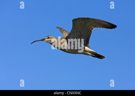 whimbrel (Numenius phaeopus), flying, Iceland, Myvatn Stock Photo