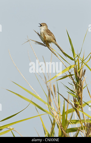 graceful warbler (Prinia gracilis), sitting at a grass blade singing, Turkey, Silifke, Goeksu Delta Stock Photo