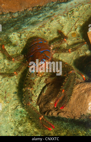 A squat lobster Galathea strigosa Galatheidae juvenile at low tide UK ...